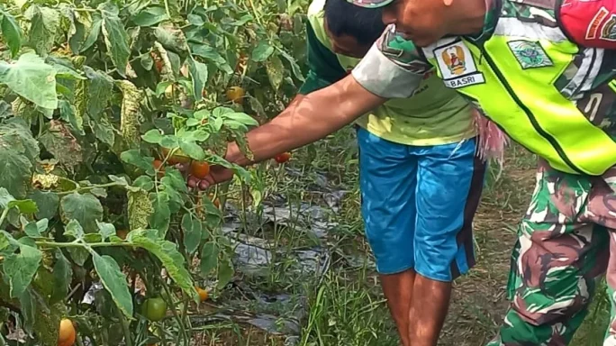 Babinsa Dampingi Warga Binaan Rawat Dan Bersihkan Tanaman Tomat.