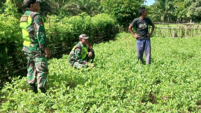 Babinsa Posramil Tadu Raya Laksanakan Komsos Dengan Petani Kacang Tanah