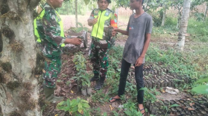 Babinsa Komsos Dengan Anak Muda Kreatif Perawatan Pembibitan Kakao di Desa Binaan