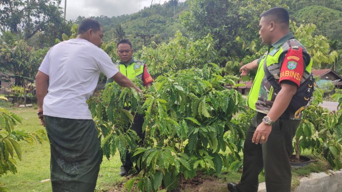 Babinsa Bantu Petani Rawat Tanaman Kopi