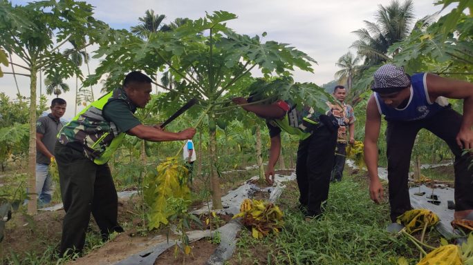 Motifasi Ke Petani Babinsa Bantu Warga Rawat Tanaman Pepaya Madu