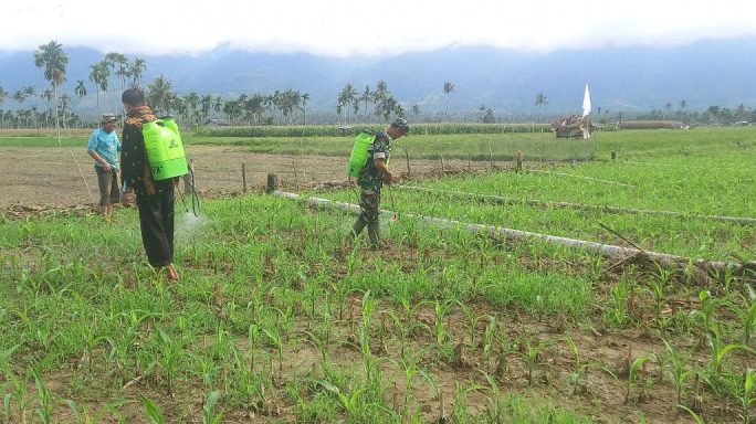 Babinsa Dampingi Petani Semprot Hama Tanaman Jagung