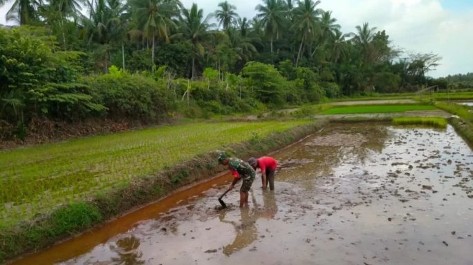 Babinsa Berperan Aktif: Membantu Petani Menuju Sukses Dengan Pengolahan Lahan Padi