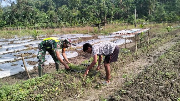 Babinsa Koramil 05/Simbar Bantu Petani Semai Bibit Sawi