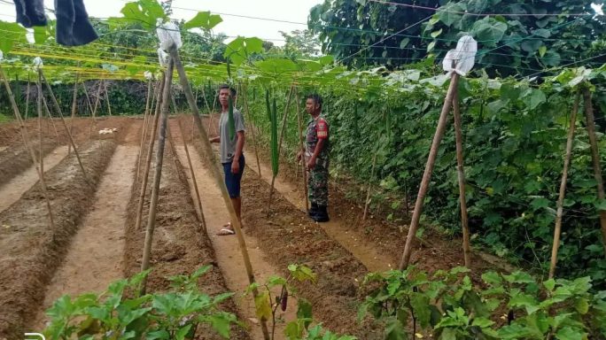 Babinsa Jambi Baru Pantau Perkembangan Tanaman Gambas di Desa Binaan
