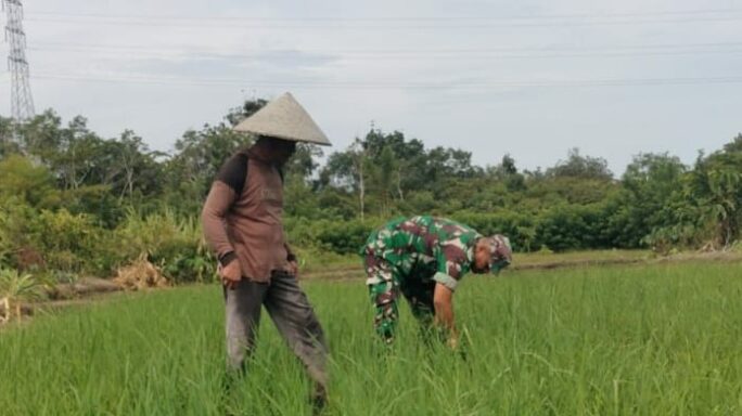 Babinsa Koramil 04/Meureubo Koptu Dedi Irawan Bantu Petani Bersihkan Rumput Pada Tanaman Padi Di Sawah