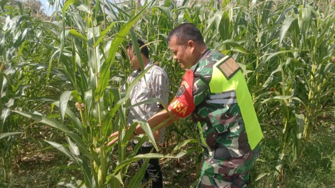 Dampingi Warga, Babinsa Tinjau Perkembangan Tanaman Jagung.