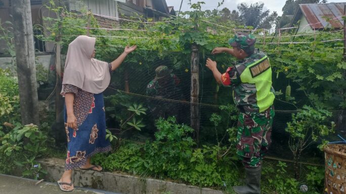 Babinsa Kodim 0108/Agara Bantu Petani Panen Gambas