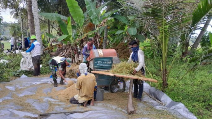 Babinsa Posramil Kuta Blang Bantu Petani Rontokan Padi
