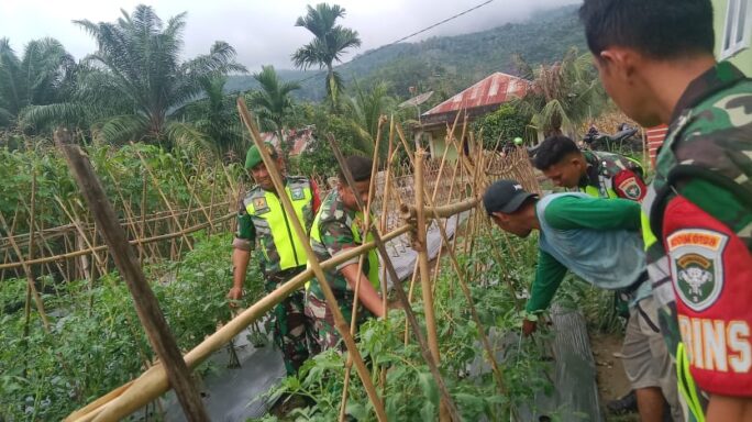 Babinsa Laksanakan Pendampingan cek Perkembangan Tanaman Tomat