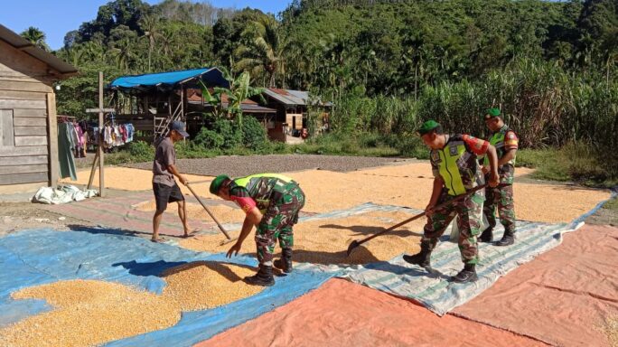Manfaatkan Cuaca Terik,Babinsa Bantu Warga Desa Binaan Jemur Jagung