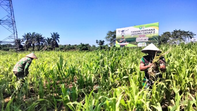 Sinergitas TNI-Rakyat, Babinsa Rawat Tanaman Jagung Program I’m Jagong