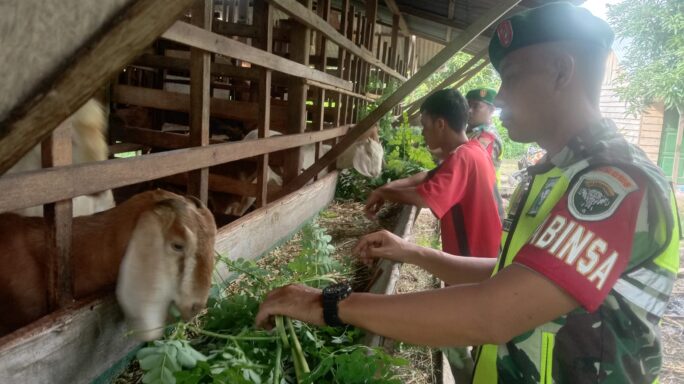 Jaga Kesehatan Ternak Warga Babinsa Cek Kebersihan Kandang