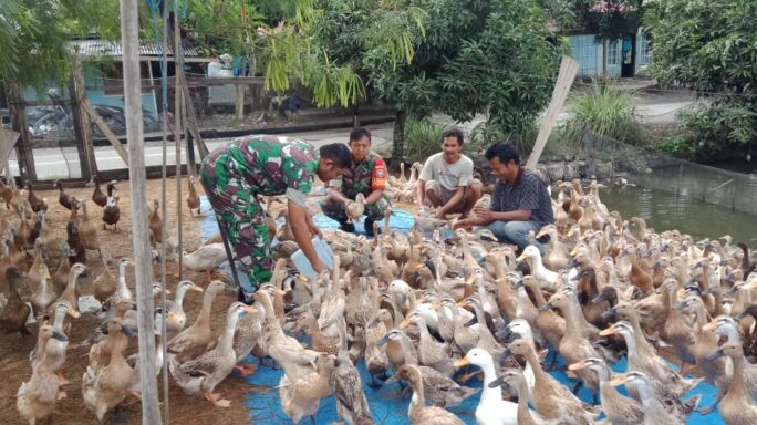 Sambangi Warga Peternak Bebek, Babinsa Koramil 07/Semadam Berikan Motivasi