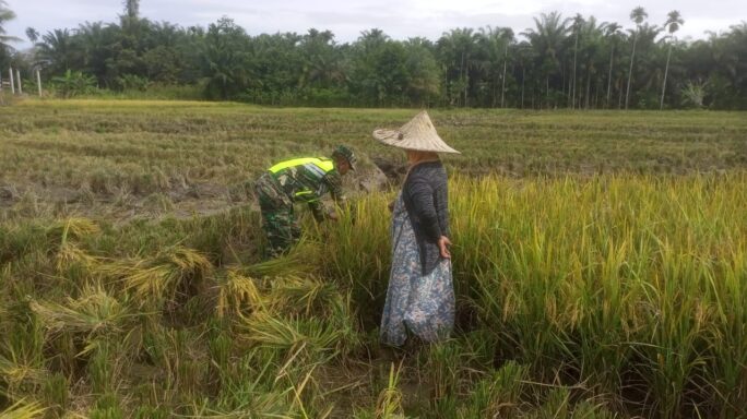 Babinsa Koramil 01/Kuala Dampingi Petani Panen Padi