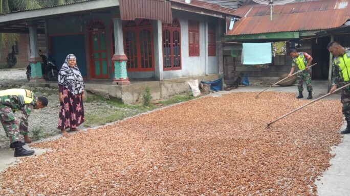 Jalin Kekompakan Dengan Warga Binaan Babinsa Bantu Jemur Coklat