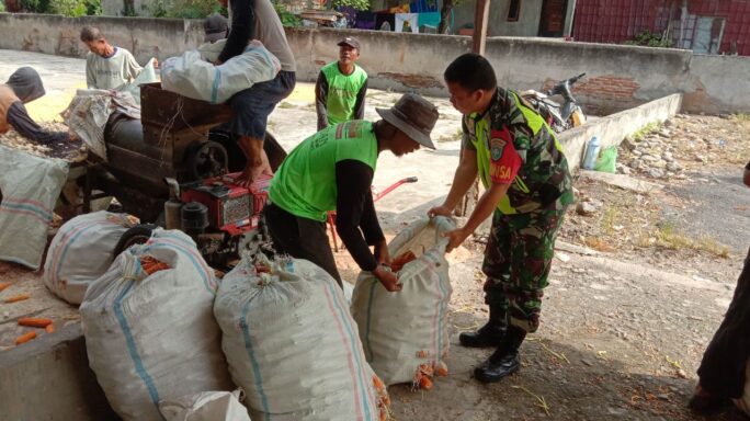 Babinsa Sambangi Warga Bantu Rontok Jagung pasca panen