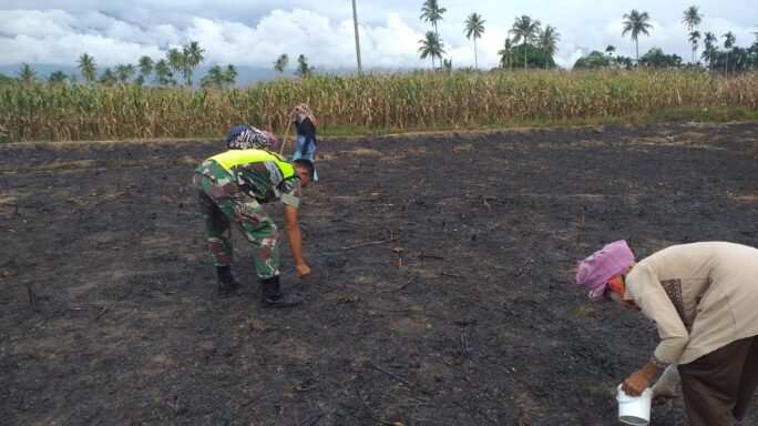 Tingkatkan Swasembada Pangan Wilayah Babinsa Bersama Warga Tanam Jagung