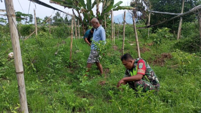 Tingkatkan hasil pertanian, Babinsa Dampingi Petani Cabe Bantu Bersihkan Gulma