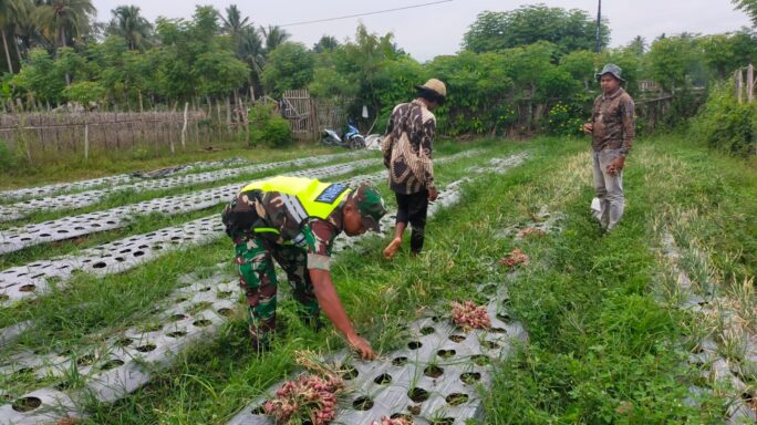 Babinsa Bandar Baru Mendampingi Petani Panen Bawang Merah