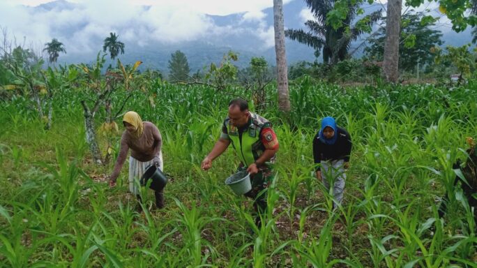 Babinsa Bantu Petani Pupuk Tanaman Jagung Warga Desa Binaan