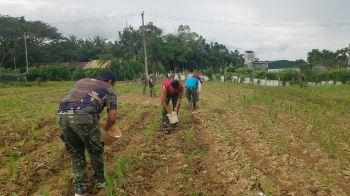 Sukseskan Program I’M Jagong Babinsa Laksanakan Pemupukan Pada Tanaman Jagung