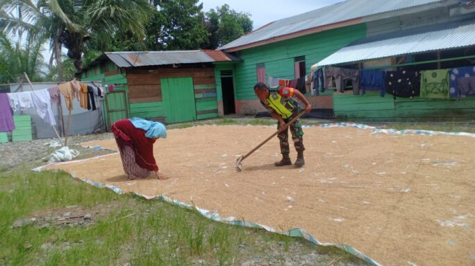 Wujud Pendampingan Ke Petani Babinsa Bantu Jemur Padi Warga Desa Binaan