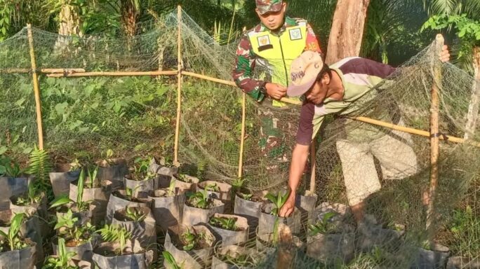 Sambangi Petani Sawit, Babinsa Koramil 06/Teluk Dalam Cek Pertumbuhan Bibit Kelapa Sawit
