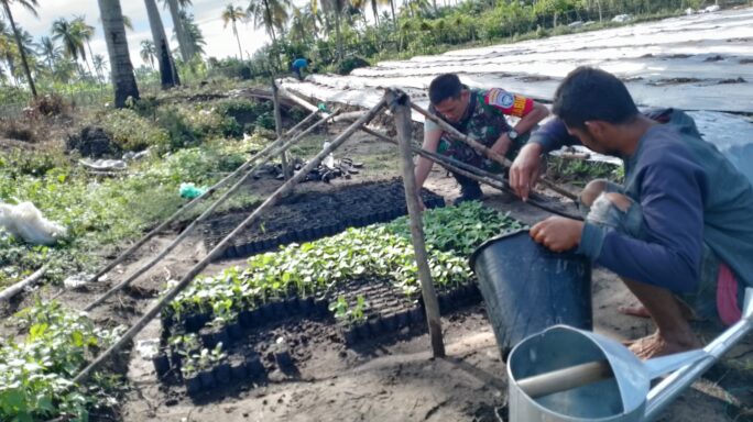 Babinsa Koramil 15/Plkb Bantu Petani Binaan Semai Bibit Cabe