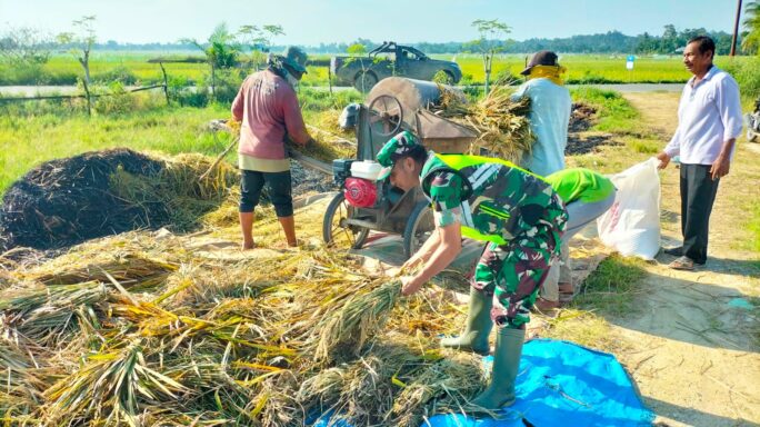 Bentuk Nyata, Babinsa Turun ke Sawah Bantu Petani Merontokkan Padi