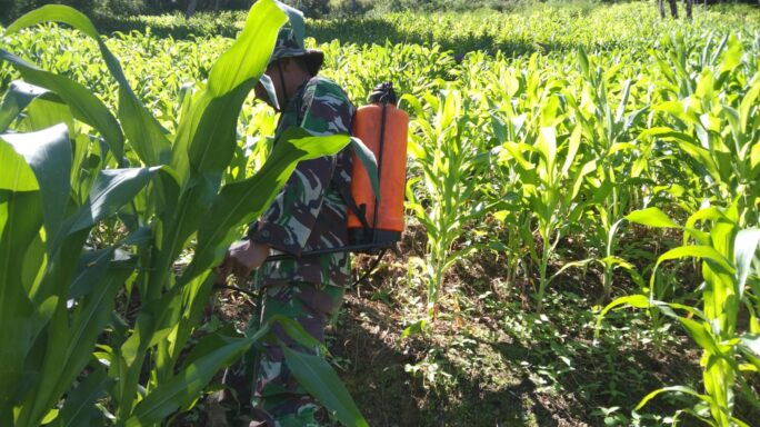Tingkatkan Hasil Produksi Jagung, Babinsa Melakukan Perawatan Dan Pemupukan Jagung