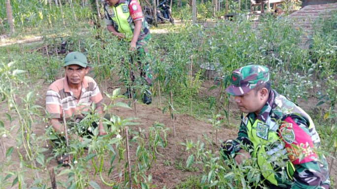 Cegah Hama Tanaman Babinsa Cek Perkembangan Tanaman Cabe