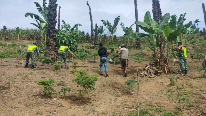 Babinsa Bantu Petani Perawatan Kebun Pepaya di Wilayah Binaan