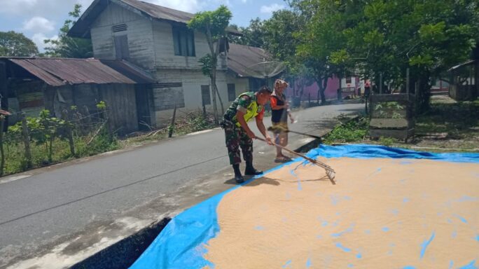 Babinsa Koramil 03/Seuanagan Timur Bantu Petani Jemur Padi
