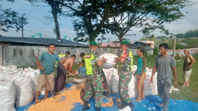 Selalu Ada Bersama Rakyat Babinsa Bantu Warga Binaan Rontok Jagung