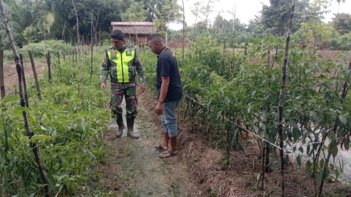 Wujudkan Hasil Yang Maksimal, Babinsa Dampingi Petani Cabai