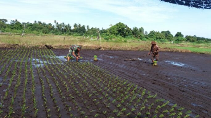 Babinsa Koramil 04/Meureubo Rela Berjibaku Dengan Lumpur