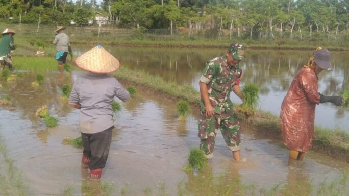 Babinsa Sosialisasi dan Bantu Petani Tanam Padi di Desa Gurep Blang