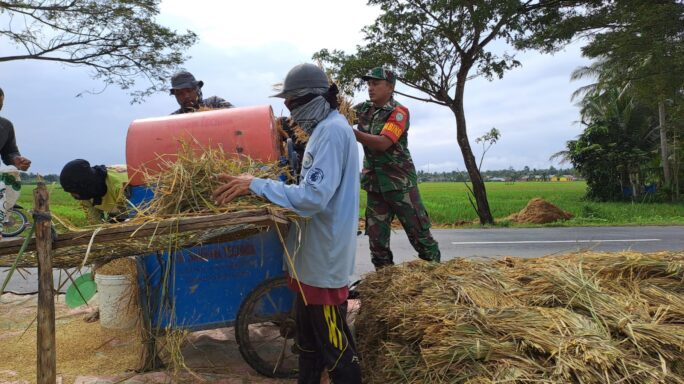 Babinsa Ramil 15/Plkb Bantu Petani Rontokkan Padi