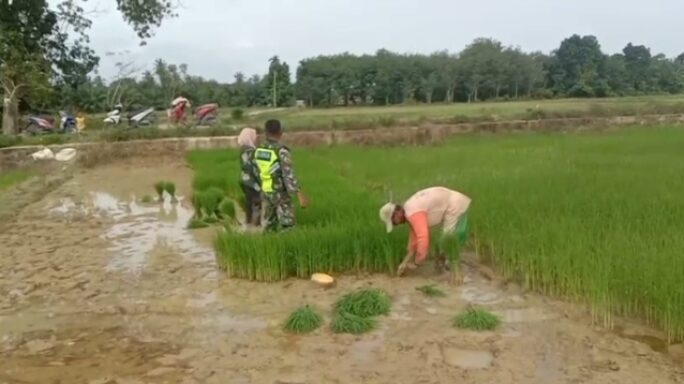 Babinsa Dampingi Petani Cabut Bibit Padi Siap Tanam
