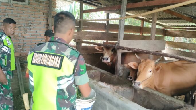 Babinsa Jalin Komsos Bersama Warga Peternak sapi di Wilayah Binaan