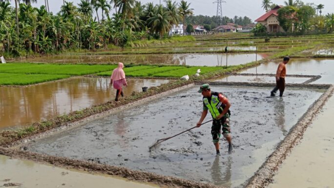 Babinsa Posramil Kuta Blang Bantu Petani Siapkan Tempat Bibit Padi