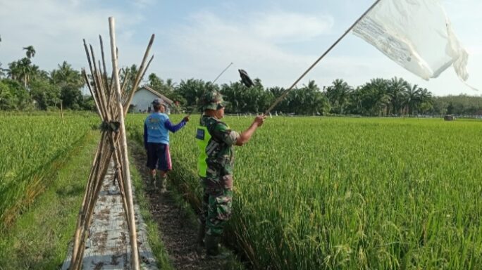Babinsa 03/Seruway Bantu Petani Usir Hama Burung