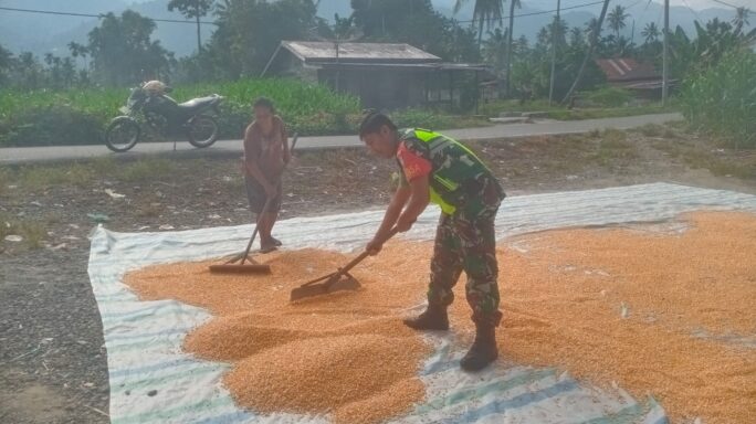 Selalu Hadir Di Tengah Warga Babinsa Bantu Warga Jemur Jagung Yang Sudah Di Rontok