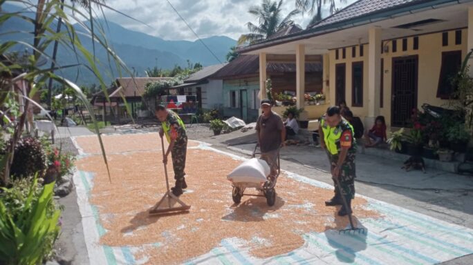 Babinsa Anjangsana Ke Desa Binaan Bantu Jemur Jagung
