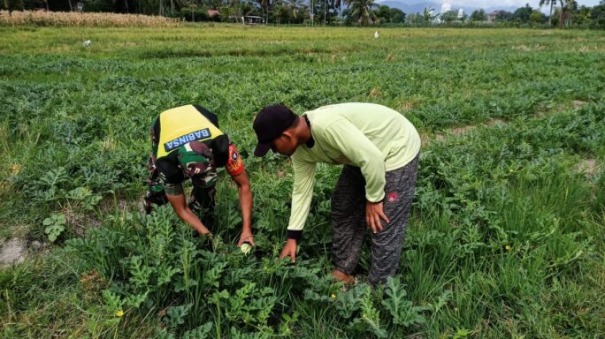Babinsa Koramil 02/Samalanga Turun Langsung ke Kebun Dampingi Petani Mengecek Pertumbuhan Tanaman Semangka