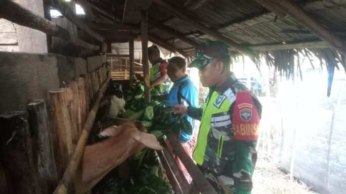 Babinsa cek kesehatan ternak warga binaan