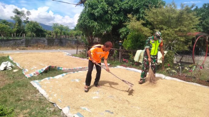 Wujudkan Ketahanan Wilayah Babinsa Dampingi Petani Jemur padi