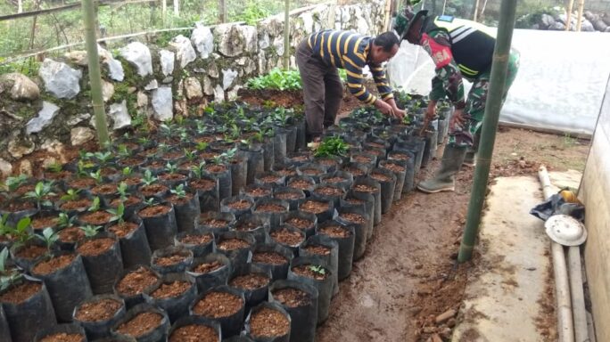 Babinsa Bantu Warga Memindahkan Bibit Kopi