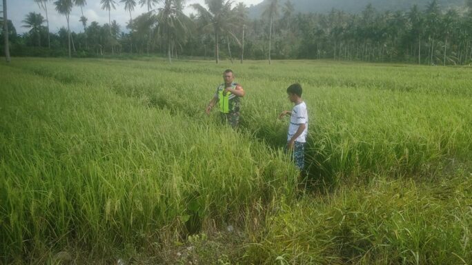 Dampingi petani, babinsa cek pertumbuhan tanaman padi Mulai Berisi